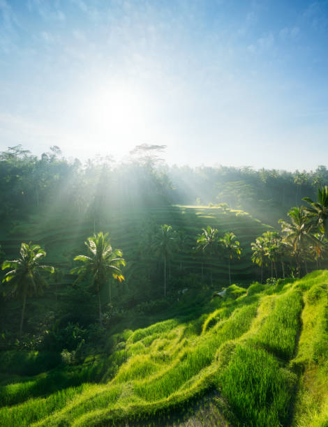 istock Rice terraces of Bali, Indonesia 955628390