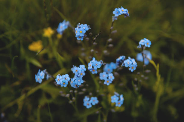 Selective focus shot with Nikon D800E