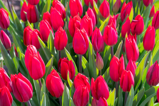 istock Beautiful red tulip buds 955631286