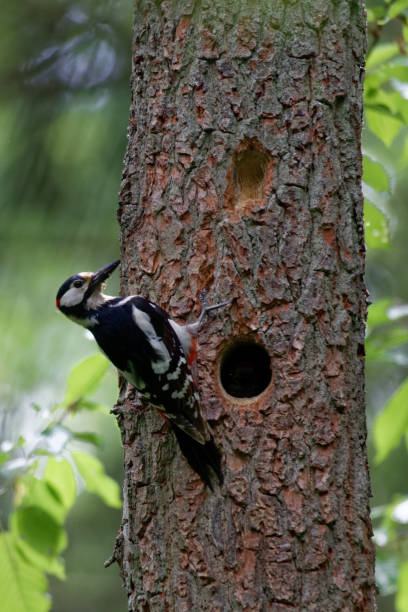 istock Great spotted woodpecker (Dendrocopos major) male 955631436