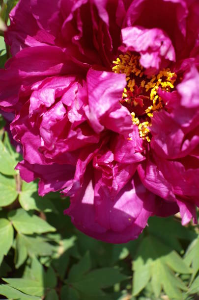 istock Center of Peony 955632030