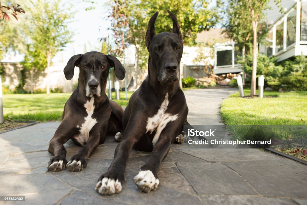 Two greatdane laying on sidewalk Big dogs outdoor portrait Great Dane Stock Photo