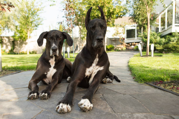 Two greatdane laying on sidewalk Big dogs outdoor portrait great dane stock pictures, royalty-free photos & images