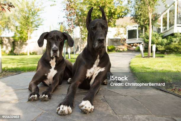 Two Greatdane Laying On Sidewalk Stock Photo - Download Image Now - Great Dane, Dog, Yard - Grounds