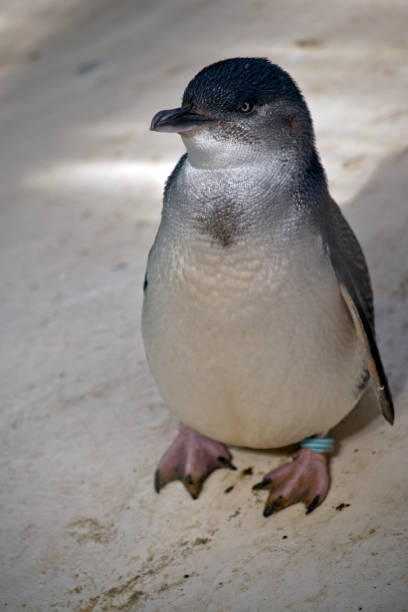 istock little penguin or fairy penguin 955632654
