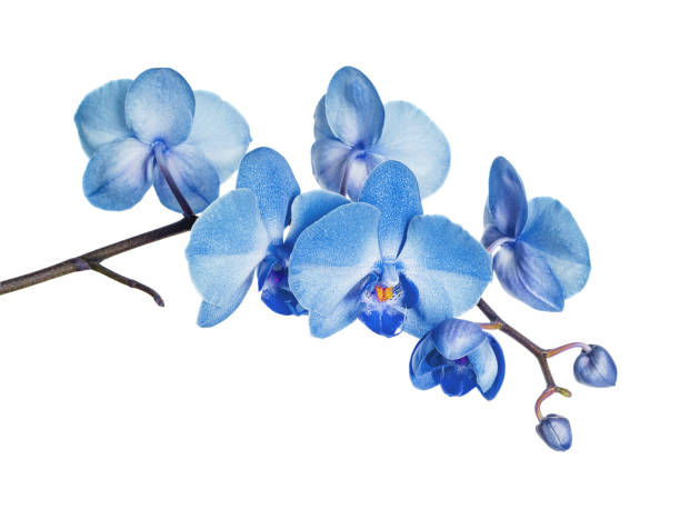 Blue orchid on white background Blossoming branch of blue orchid flower isolated on a white background orchid photos stock pictures, royalty-free photos & images