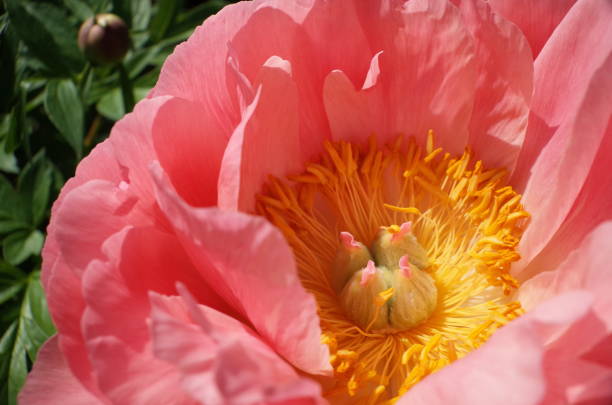 istock Center of Peony 955636912