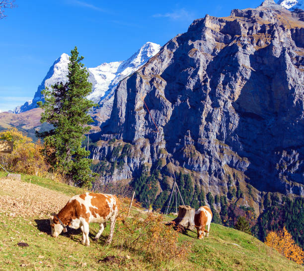 alpine vacas en el prado con el eiger y el monk montañas, murren, bernese oberland, suiza - muerren fotografías e imágenes de stock