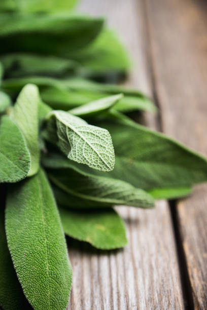 istock Salvia officinalis. Sage leaves on the rustic wooden background 955640544