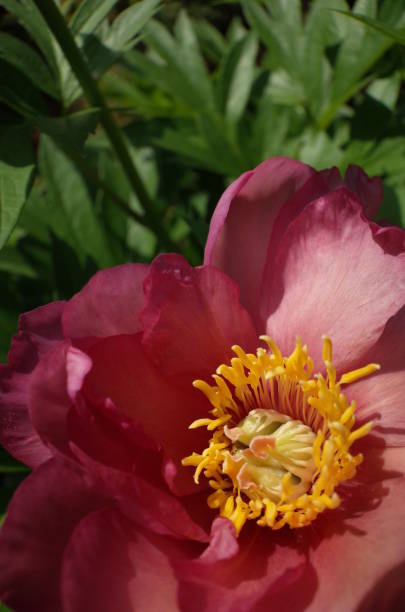 istock Center of Peony 955640706