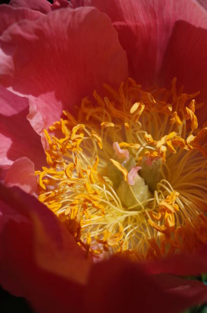 istock Center of Peony 955640806