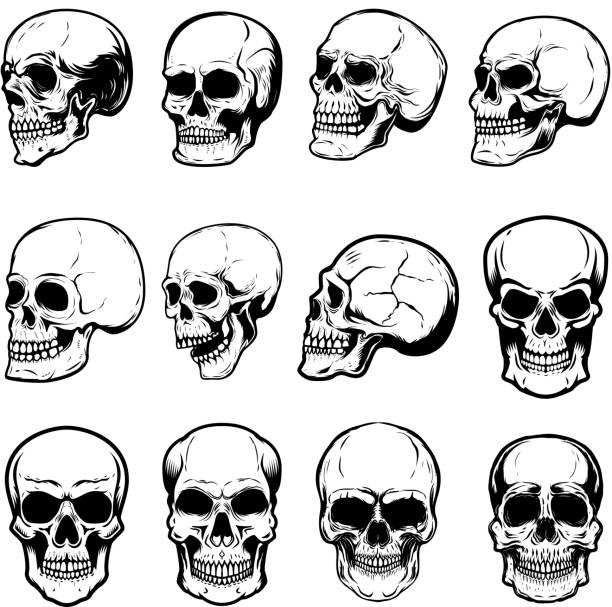  conjunto, de, cráneo humano, ilustraciones, en, fondo blanco, elemento del diseño, para, etiqueta, emblema, señal, cartel, ilustración común
