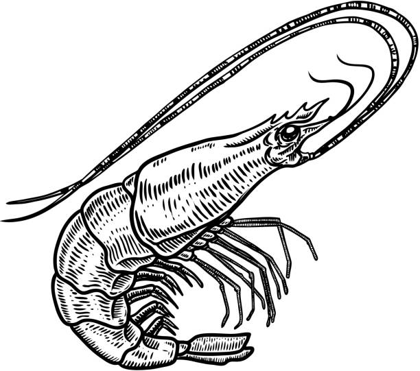 ilustrações de stock, clip art, desenhos animados e ícones de hand drawn shrimp illustration on white background. seafood. design element for poster, card,menu, emblem. - shrimp