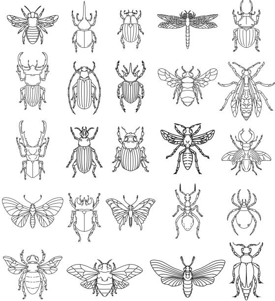 Set of insects illustrations on white background. Design elements for label, emblem, sign, badge. Set of insects illustrations on white background. Design elements for label, emblem, sign, badge. Vector image dragonfly drawing stock illustrations