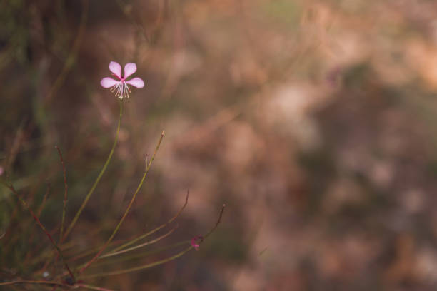 istock Small pink flower in focus with soft background 955642372
