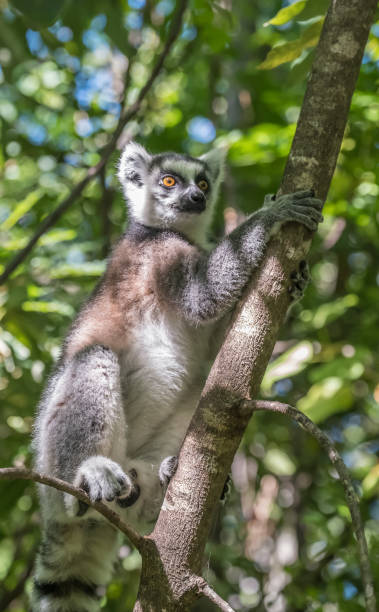 Ring-tailed lemur (Maki), Anja Community Reserve, at the base a large cliff with a sheltered forest habitat among vast boulders with rich wildlife. Madagascar.