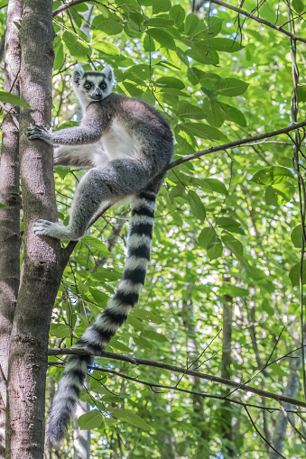 A cute Lemur taking a rest sitting down.
