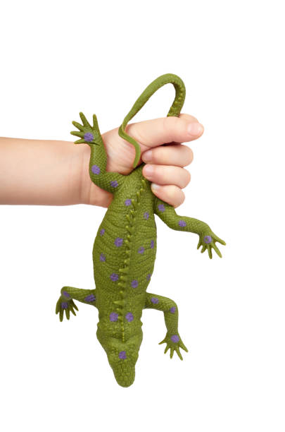 istock Green rubber lizard toy with kid hand, isolated on white background 955650122