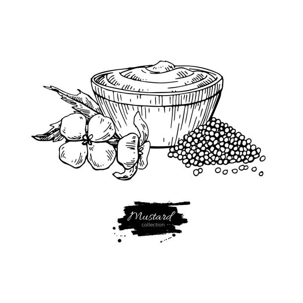 Mustard sauce in bowl vector drawing. Hand drawn food ingredient. Mustard sauce in bowl vector drawing. Hand drawn food ingredient. Botanical flower branch and seed pile. Natural spice and flavour. Great for template label, packing design ketchup-splash stock illustrations