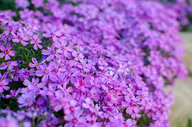 istock Little flowers blooming phlox pink with 955655420