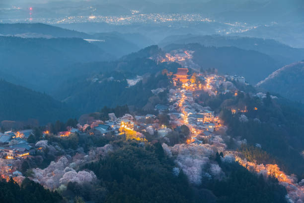 istock oshinoyama sakura cherry blossom 955655840