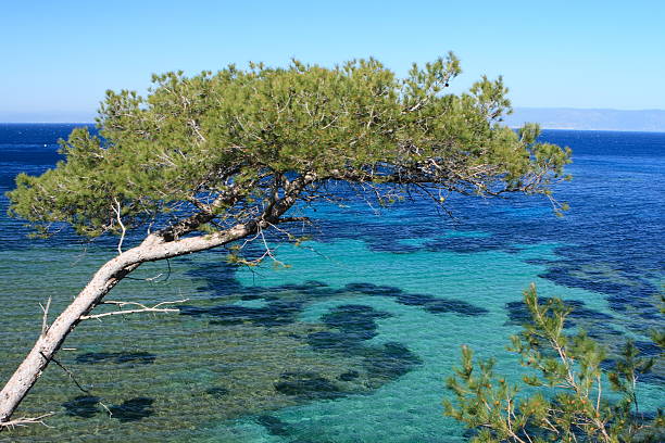 pine tree on the background of the sea