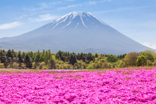 istock Mountain Fuji and pink moss field in spring season 955660738