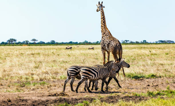 istock Zebras at Savannah with Giraffe 955660842