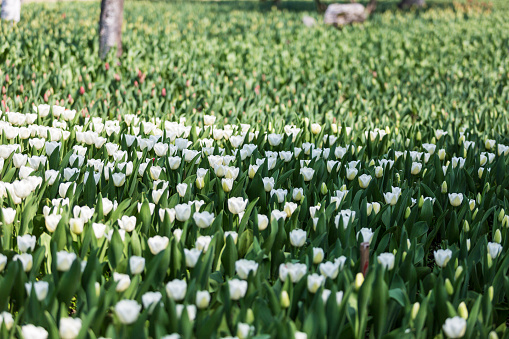 White tulips  blooming in the garden.