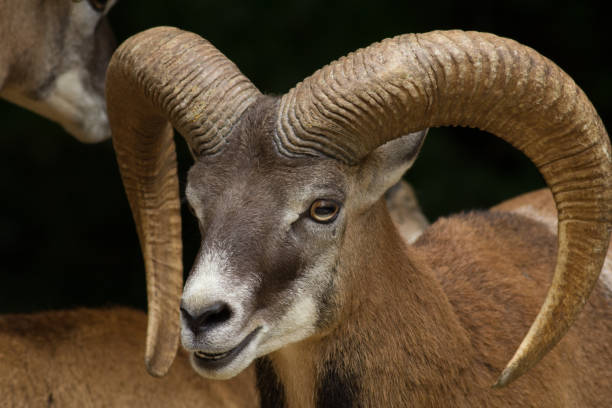 istock Big Horn Sheep Head Close Up 955661098
