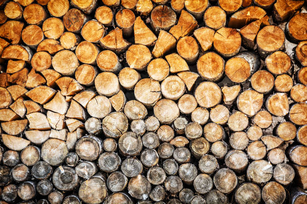 istock Background of wooden logs, deforestation theme 955664812