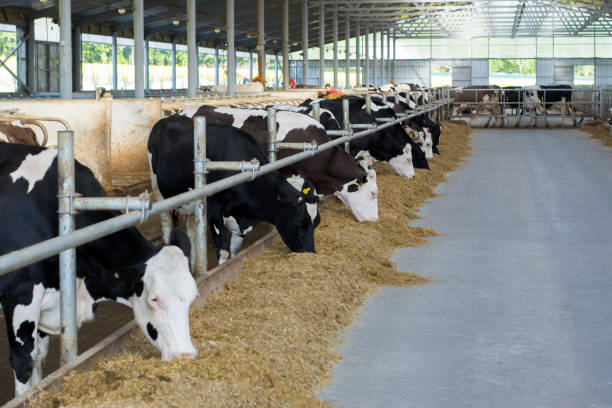 The cow is standing in a dirty barn, hay is scattered on the ground. A cow looks out of a small window