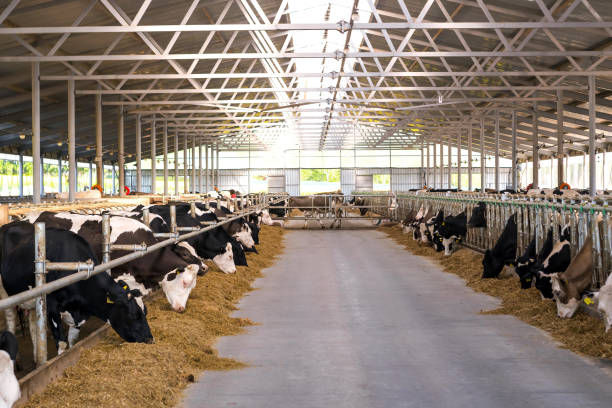 istock Cows to an open barn are eating silage corn from the stern table 955665876