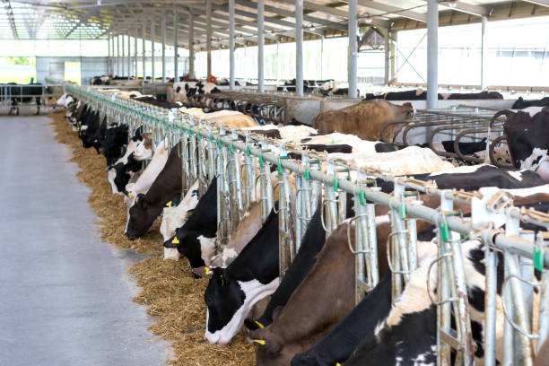 istock Stern table and rest area for cows in a modern barn 955665886