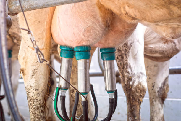 istock Udder cow full of milk with modern equipment 955665928