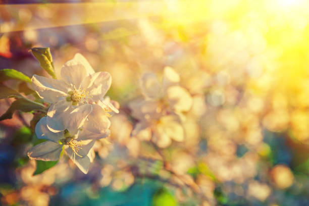 istock apple tree blossom close up view on blurred background with sun 955666368
