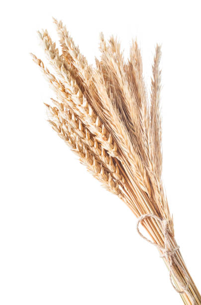 istock Bunch of golden wheat ears isolated on white 955666764