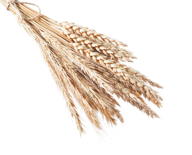 istock Bunch of rye ears isolated on white 955666914