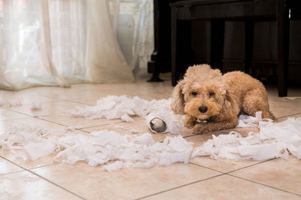 istock Naughty dog destroyed tissue roll into pieces when home alone 955669308