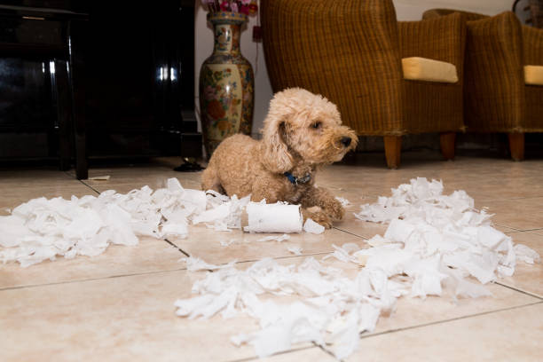 istock Naughty dog destroyed tissue roll into pieces when home alone 955669336