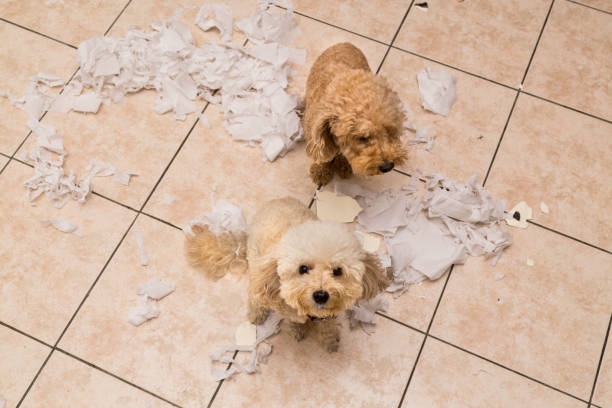 istock Naughty dog destroyed tissue roll into pieces when home alone 955669438