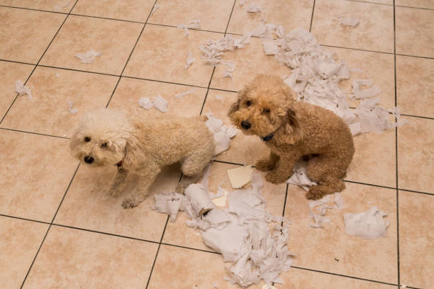 vilain chien détruit tissu rouleau en morceaux quand seul à la maison - dog home interior loneliness destruction photos et images de collection