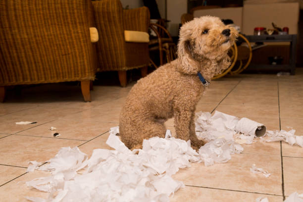 istock Naughty dog destroyed tissue roll into pieces when home alone 955669542