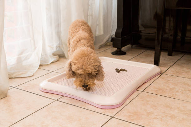 istock Poodle dog next to training toilet tray with poop faeces 955669614