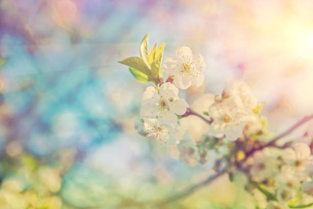 istock little branch of blossom cherry close up 955669980