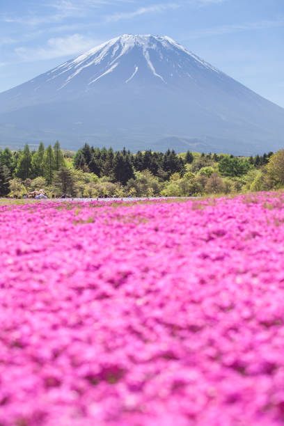 istock Mt.fuji and pink moss field 955670644