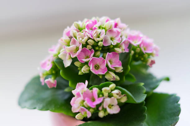 blooming calanchoe on white background, soft focus blooming calanchoe on white background, soft focus calanchoe stock pictures, royalty-free photos & images