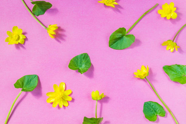 istock Ficaria verna on pink background, first spring flower, colorful pattern 955671170