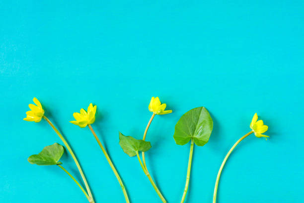 istock Ficaria verna on blue background, first spring flower, colorful pattern 955671174