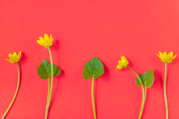 istock Ficaria verna on red background, first spring flower, colorful pattern 955671234